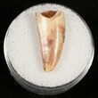 Mottled Surface Raptor Tooth From Morocco - #10791-1
